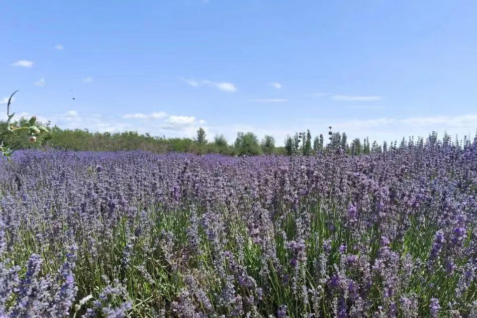 Jieyou Princess Lavender Garden